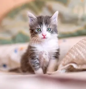 boşanmada kedi kimde kalır